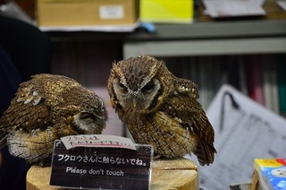 DSC_2013.jpg