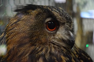 DSC_2019.jpg