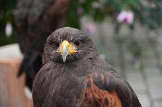 DSC_2121.jpg