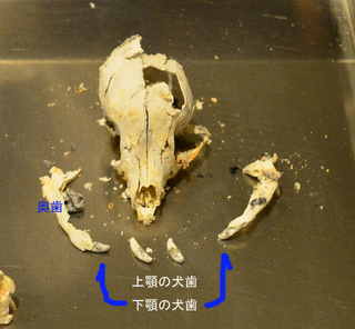 DSC_3060-1のコピー.jpg