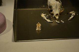 DSC_3078.jpg