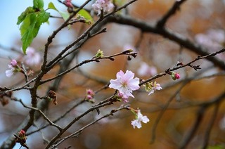 DSC_4247.jpg