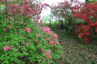 DSC_4837.jpg