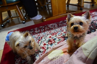 DSC_5321.jpg