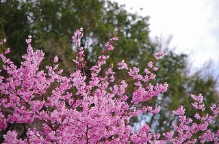 IMGP2031.jpg