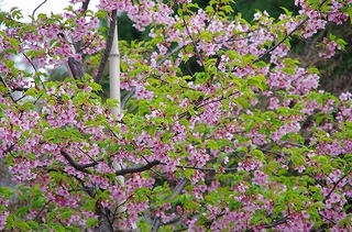 IMGP2104.jpg