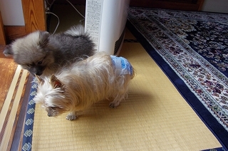 IMGP9031.jpg