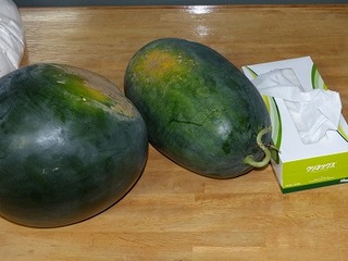P1000099.jpg