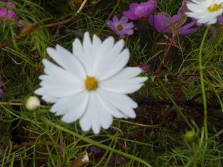 P1000673.jpg